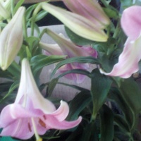 Лилия - удивительно нежный и грациозный цветок